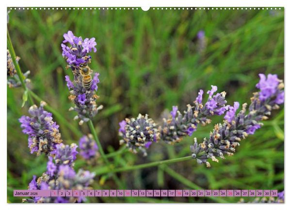 Produktbild: Farbzauber Lavendel (hochwertiger Premium Wandkalender 2026 DIN A2 quer), Kunstdruck in Hochglanz