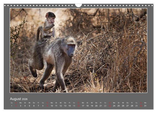 Produktbild: Tierbabys 2026 (Wandkalender 2026 DIN A3 quer), CALVENDO Monatskalender
