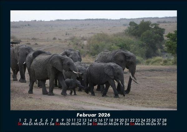 Produktbild: Elefanten 2026 Fotokalender DIN A5