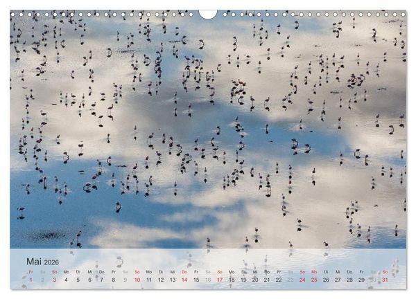 Produktbild: Flamingo Impressionen 2026 (Wandkalender 2026 DIN A3 quer), CALVENDO Monatskalender