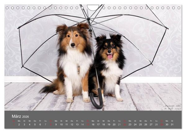Produktbild: Shelties : Charmeure auf 4 Pfoten (Wandkalender 2026 DIN A4 quer), CALVENDO Monatskalender