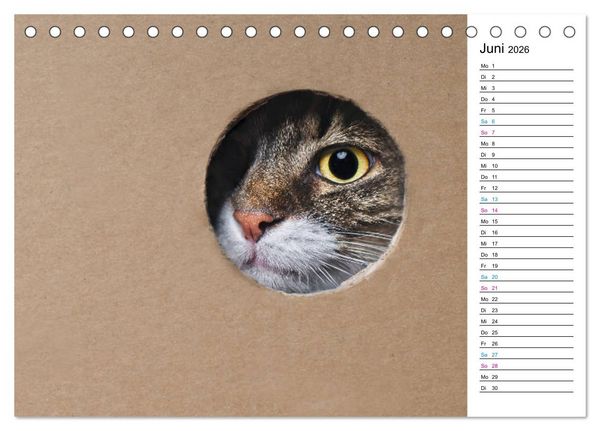 Produktbild: Karton Katzen (Tischkalender 2026 DIN A5 quer), CALVENDO Monatskalender
