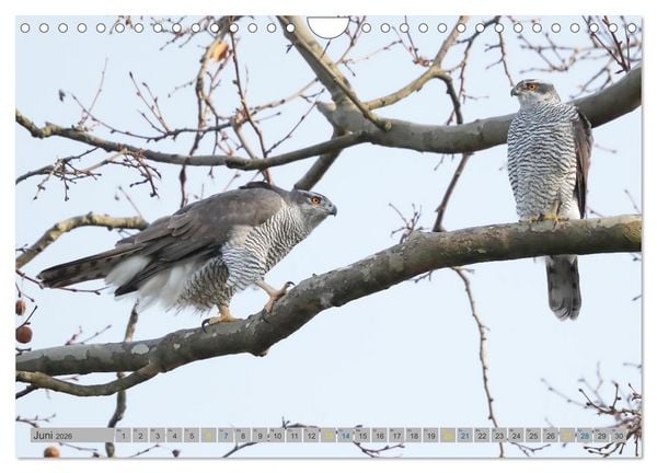 Produktbild: Habicht - aus dem Leben eines imposanten Greifvogels (Wandkalender 2026 DIN A4 quer), CALVENDO Monatskalender