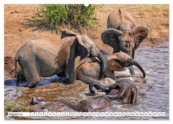 Produktbild: Elefanten-Traum - Herzenssache Afrika (Wandkalender 2026 DIN A2 quer), CALVENDO Monatskalender