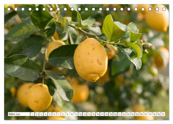 Produktbild: Emotionale Momente: Orangen & Zitronen. (Tischkalender 2026 DIN A5 quer), CALVENDO Monatskalender