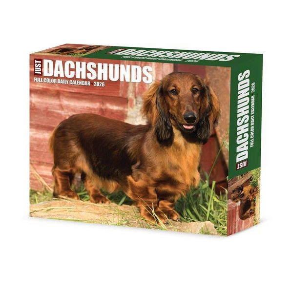 Produktbild: Dachshunds 2026 Box Calendar