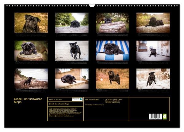 Produktbild: Diesel, der schwarze Mops (Wandkalender 2026 DIN A2 quer), CALVENDO Monatskalender