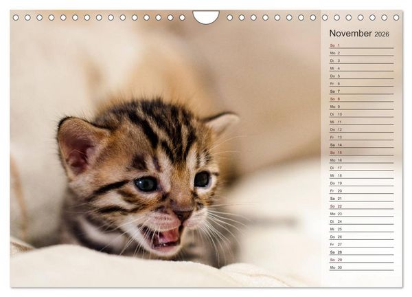 Produktbild: Die Bengalkatze. Edition Jungtiere (Wandkalender 2026 DIN A4 quer), CALVENDO Monatskalender