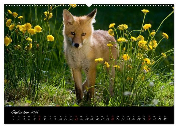 Produktbild: Rotfuchs - Impressionen (Wandkalender 2026 DIN A2 quer), CALVENDO Monatskalender