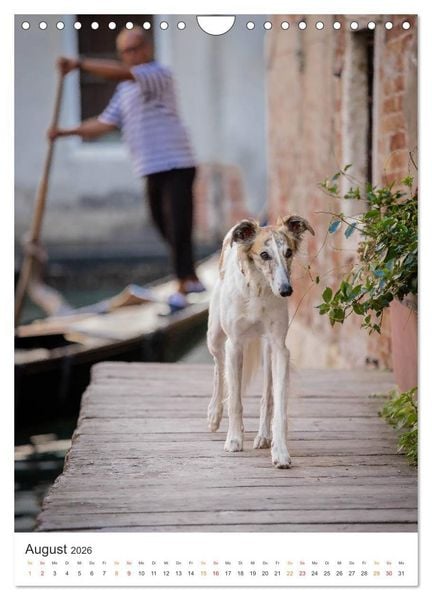 Produktbild: Silken Windsprites - Zwei Windhunde erobern die Lagunenstadt Venedig (Wandkalender 2026 DIN A4 hoch), CALVENDO Monatskalender