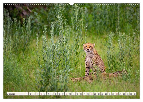 Produktbild: Wildnis Okavango-Delta (hochwertiger Premium Wandkalender 2026 DIN A2 quer), Kunstdruck in Hochglanz
