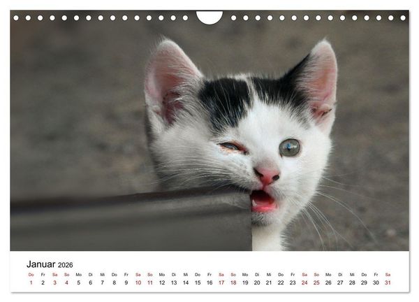 Produktbild: Katzenbabys (Wandkalender 2026 DIN A4 quer), CALVENDO Monatskalender
