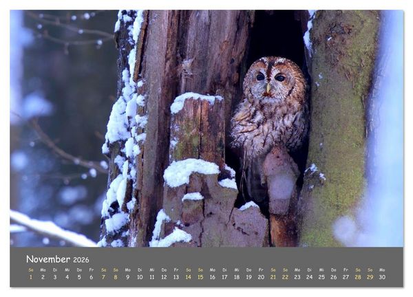 Produktbild: geliebte Waldgeister (Wandkalender 2026 DIN A2 quer), CALVENDO Monatskalender