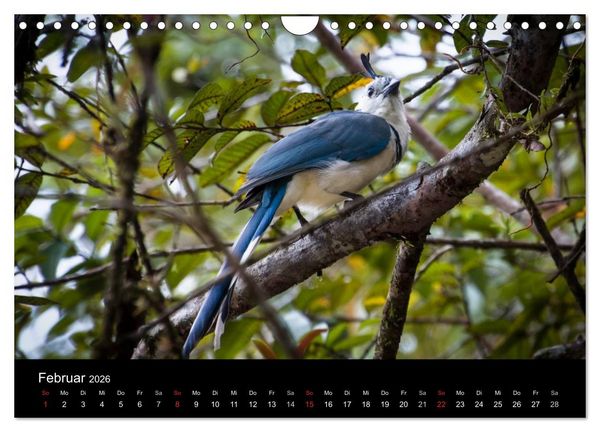 Produktbild: Costa Rica. Faszinierende Tierwelt (Wandkalender 2026 DIN A4 quer), CALVENDO Monatskalender