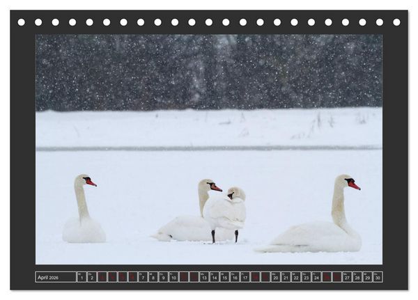 Produktbild: Winterzauber - Tiere in Eis und Schnee (Tischkalender 2026 DIN A5 quer), CALVENDO Monatskalender