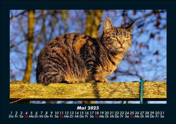 Produktbild: F&uuml;r Katzenfreunde 2025 Fotokalender DIN A5