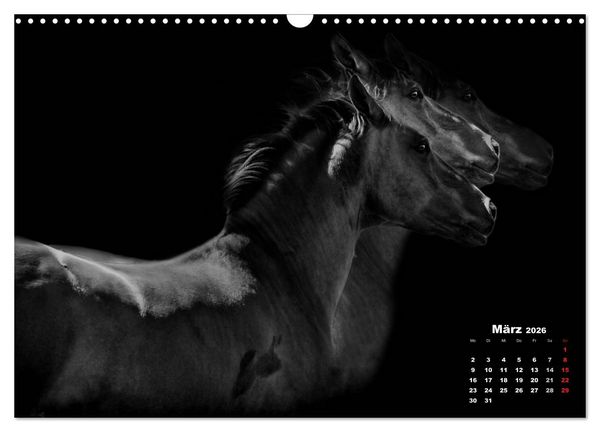 Produktbild: Pferde zwischen Licht und Schatten (Wandkalender 2026 DIN A3 quer), CALVENDO Monatskalender