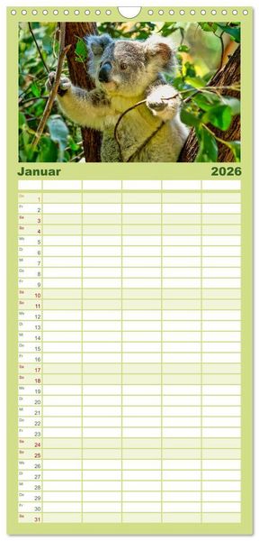 Produktbild: Familienplaner 2026 - Koala - kleiner Teddy mit 5 Spalten (Wandkalender, 21 x 45 cm) CALVENDO
