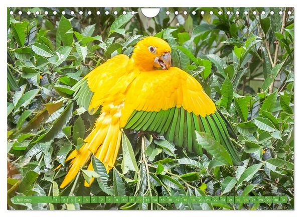 Produktbild: Farbenfrohe Papageien (Wandkalender 2026 DIN A4 quer), CALVENDO Monatskalender