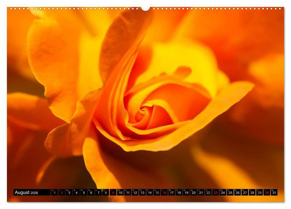 Produktbild: Rosen nat&uuml;rlich sch&ouml;n (hochwertiger Premium Wandkalender 2026 DIN A2 quer), Kunstdruck in Hochglanz