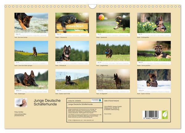Produktbild: Junge Deutsche Sch&auml;ferhunde (Wandkalender 2026 DIN A3 quer), CALVENDO Monatskalender