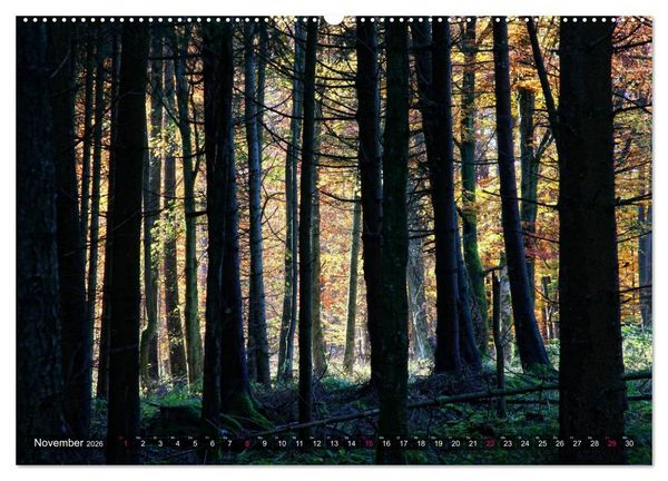 Produktbild: Erleuchtung im Wald (hochwertiger Premium Wandkalender 2026 DIN A2 quer), Kunstdruck in Hochglanz