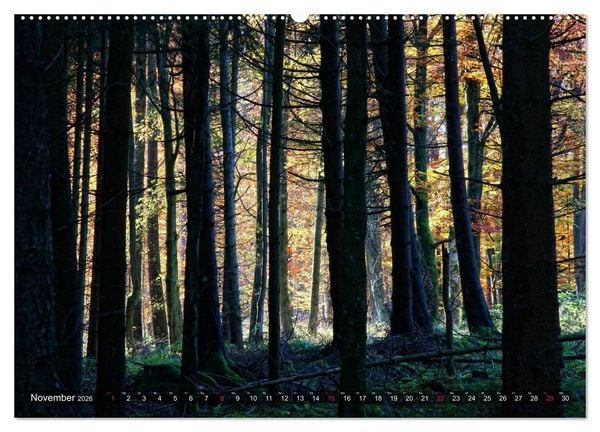 Produktbild: Erleuchtung im Wald (Wandkalender 2026 DIN A2 quer), CALVENDO Monatskalender