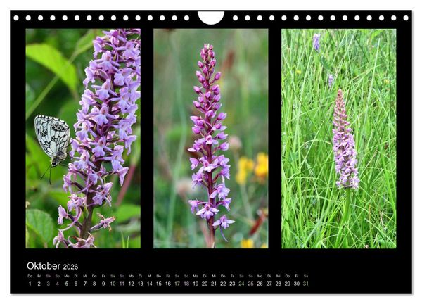 Produktbild: Heimische Orchideen im Dreierpack (Wandkalender 2026 DIN A4 quer), CALVENDO Monatskalender