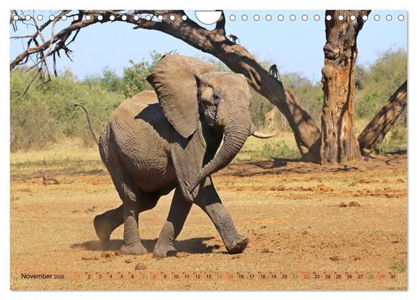 Produktbild: Elefanten in Afrika (Wandkalender 2026 DIN A4 quer), CALVENDO Monatskalender