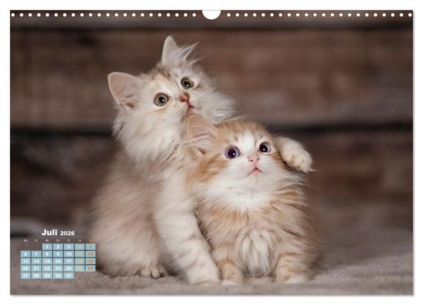 Produktbild: Die Kitten kommen. (Wandkalender 2026 DIN A3 quer), CALVENDO Monatskalender