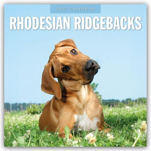 Produktbild: Rhodesian Ridgebacks &ndash; Rhodesian Ridgeback 2027 &ndash; 16-Monatskalender