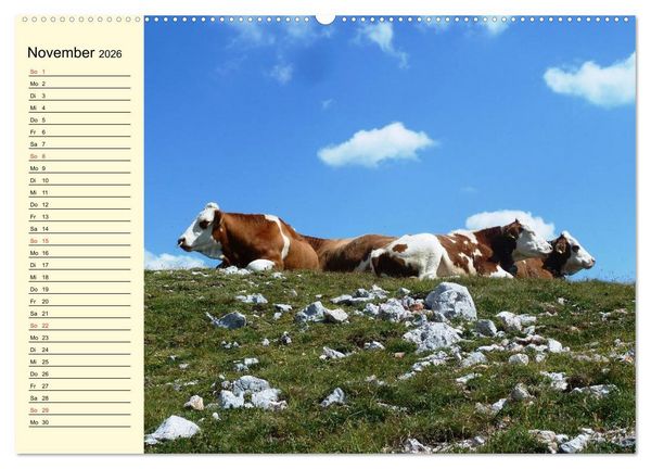 Produktbild: Gl&uuml;ckliche K&uuml;he auf saftigen Wiesen (Wandkalender 2026 DIN A2 quer), CALVENDO Monatskalender