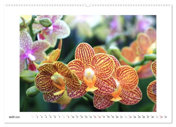 Produktbild: L'orchid&eacute;e Phalaenopsis (Calendrier mural 2026 DIN A2 vertical) calendrier de bureau