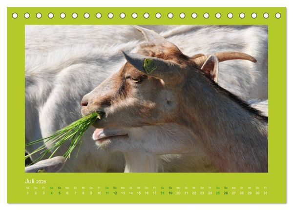Produktbild: Ziegenkalender 2026 (Tischkalender 2026 DIN A5 quer), CALVENDO Monatskalender