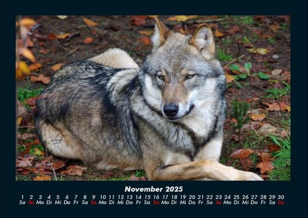 Produktbild: Tiere in der Wildnis 2025 Fotokalender DIN A4
