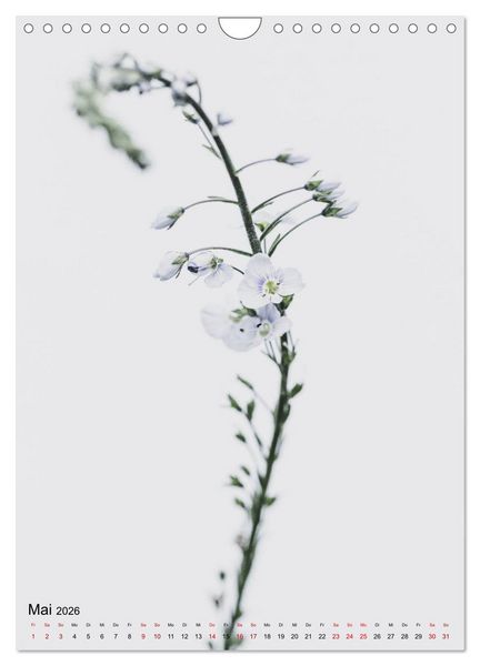 Produktbild: Pure Flowers (Wandkalender 2026 DIN A4 hoch), CALVENDO Monatskalender