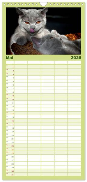Produktbild: Familienplaner 2026 - B&auml;rige Schmusetiger - Britisch Kurzhaar mit 5 Spalten (Wandkalender, 21 x 45 cm) CALVENDO