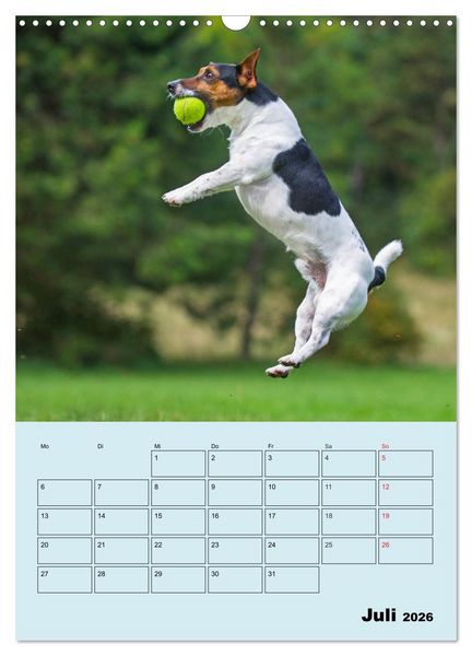 Produktbild: Familienplaner Jack und Parson Russell Terrier (Wandkalender 2026 DIN A3 hoch), CALVENDO Monatskalender