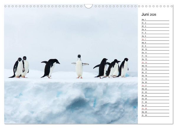 Produktbild: Pinguinliebe (Wandkalender 2026 DIN A3 quer), CALVENDO Monatskalender