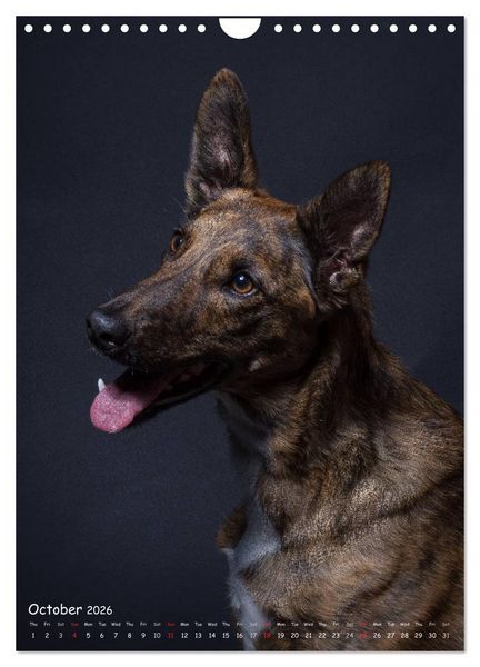 Produktbild: Dogs in Style (Wall Calendar 2026 DIN A4 portrait), CALVENDO 12 Month Wall Calendar