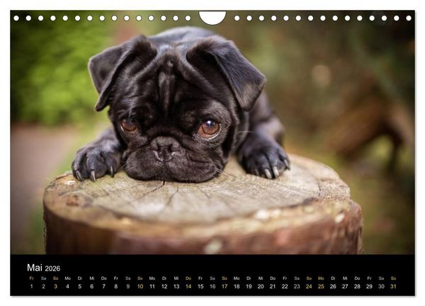 Produktbild: Diesel, der schwarze Mops (Wandkalender 2026 DIN A4 quer), CALVENDO Monatskalender