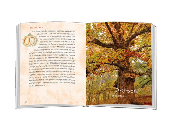 Produktbild: Mein Freund, der Baum
