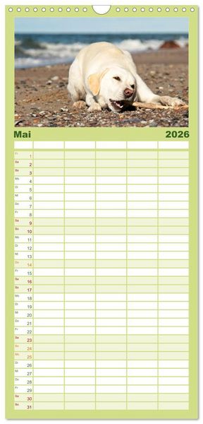 Produktbild: Familienplaner 2026 - Labrador Retriever 2026 mit 5 Spalten (Wandkalender, 21 x 45 cm) CALVENDO
