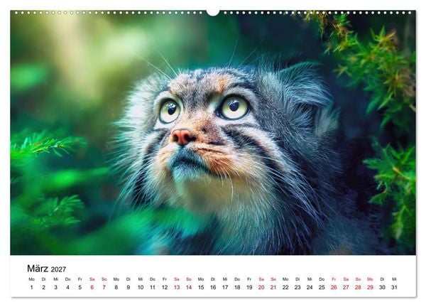 Produktbild: Gegen alles! - Pallaskatzen in ihrer Welt (hochwertiger Premium Wandkalender 2027 DIN A2 quer), Kunstdruck in Hochglanz