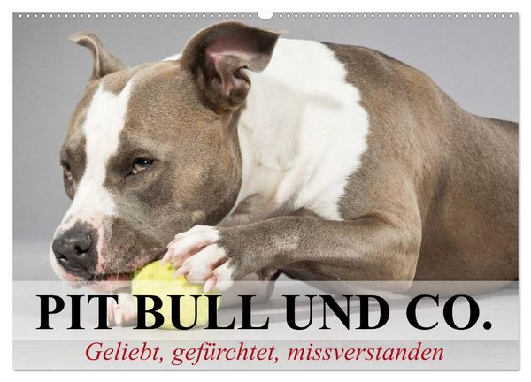 Pit Bull und Co. - Geliebt, gefürchtet, missverstanden (Wandkalender 2026 DIN A2 quer), CALVENDO Monatskalender