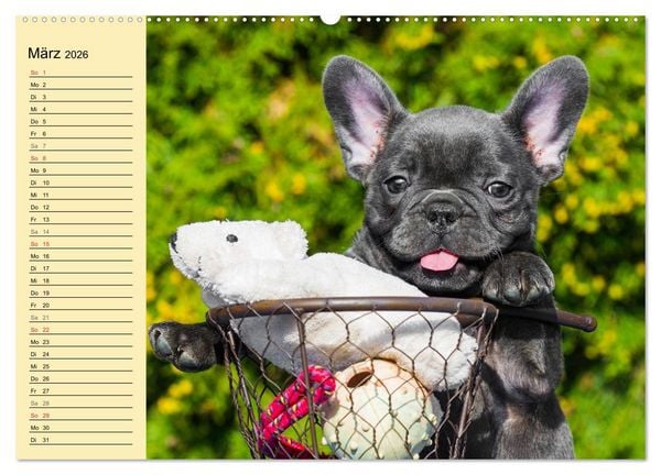 Produktbild: Franz&ouml;sische Bulldogge - Clown auf 4 Pfoten (Wandkalender 2026 DIN A2 quer), CALVENDO Monatskalender