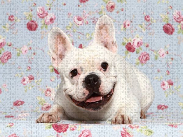 Produktbild: CALVENDO Puzzle Franz&ouml;sische Bulldogge / French Bulldog | 1000 Teile Lege-Gr&ouml;&szlig;e 64x48cm Foto-Puzzle f&uuml;r gl&uuml;ckliche Stunden