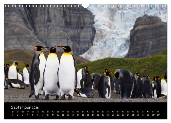 Produktbild: Pinguine aus aller Welt (Wandkalender 2026 DIN A3 quer), CALVENDO Monatskalender