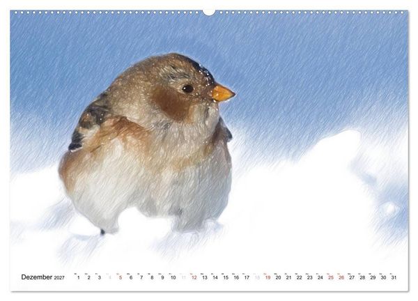 Produktbild: Schottlands Vogelwelt - Ein Portr&auml;t in Zeichnungen (Wandkalender 2027 DIN A2 quer), CALVENDO Monatskalender