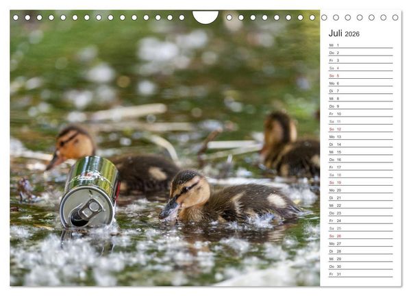 Produktbild: Emotionale Momente: Die Stockente. (Wandkalender 2026 DIN A4 quer), CALVENDO Monatskalender